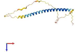 AlphaFold protein structure predicition of Human Recombinant SCOC Protein, UniprotID Q9UIL1