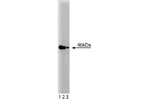 Western blot analysis of MEK2 on a RSV-3T3 cell lysate. (MEK2 anticorps  (AA 1-110))