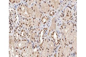 ABIN6267293 at 1/200 staining human kidney sections by IHC-P.