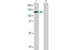 Western Blot analysis of TRPA1 expression in transfected 293T cell line by TRPA1 MaxPab polyclonal antibody. (TRPA1 anticorps  (AA 1-1119))