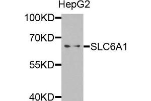 Western blot analysis of extracts of HepG2 cells, using SLC6A1 antibody. (SLC6A1 anticorps)