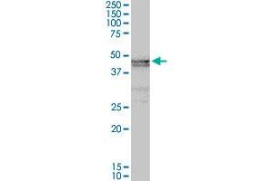 ART3 MaxPab rabbit polyclonal antibody. (ART3 anticorps  (AA 1-378))