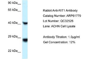 Western Blotting (WB) image for anti-Ras-Like Without CAAX 1 (RIT1) (C-Term) antibody (ABIN786492) (RIT1 anticorps  (C-Term))