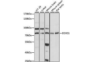 Western blot analysis of extracts of various cell lines, using DDX51 antibody. (DDX51 anticorps)