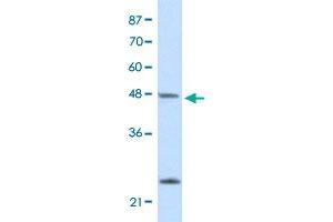 Western Blot analysis of HepG2 cell lysate with CBX6 polyclonal antibody  at 2. (CBX6 anticorps  (N-Term))