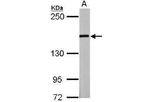 WB Image Sample (20 ug of whole cell lysate) A: mouse ESC 5% SDS PAGE antibody diluted at 1:1000