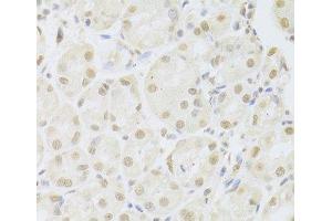Immunohistochemistry of paraffin-embedded Human stomach using POU2F1 Polyclonal Antibody at dilution of 1:100 (40x lens). (POU2F1 anticorps)