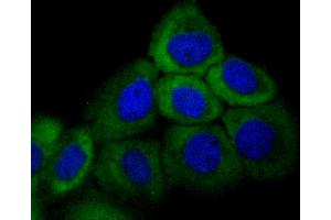 A431 cells were fixed in paraformaldehyde, permeabilized with 0.