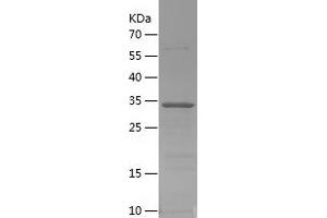 Western Blotting (WB) image for Pancreatic Polypeptide (PPY) (AA 1-95) protein (His-IF2DI Tag) (ABIN7124305)