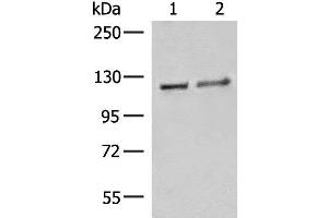Western blot analysis of K562 cell Human fetal brain tissue lysates using IPO11 Polyclonal Antibody at dilution of 1:500 (Importin 11 anticorps)
