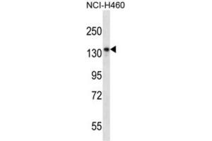 Western Blotting (WB) image for anti-Nardilysin (N-Arginine Dibasic Convertase) (NRD1) antibody (ABIN2997697) (NRD1 anticorps)