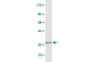 Western Blot detection against Immunogen (33.