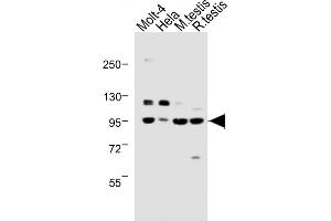 All lanes : Anti-B Antibody (N-term) at 1:1000 dilution Lane 1: Molt-4 whole cell lysate Lane 2: Hela whole cell lysate Lane 3: Mouse testis lysate Lane 4: Rat testis lysate Lysates/proteins at 20 μg per lane.