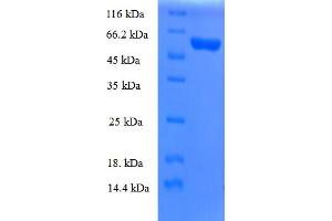 SDS-PAGE (SDS) image for Mitochondrial Ribosomal Protein L19 (MRPL19) (AA 1-292), (full length) protein (GST tag) (ABIN5709961)