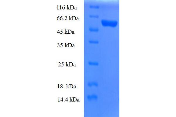 MRPL19 Protein (AA 1-292, full length) (GST tag)