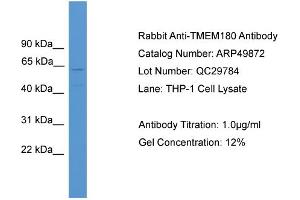WB Suggested Anti-TMEM180  Antibody Titration: 0. (TMEM180 anticorps  (Middle Region))