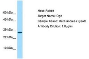 Image no. 1 for anti-Osteoglycin (OGN) (C-Term) antibody (ABIN6749874) (OGN anticorps  (C-Term))
