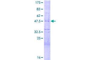 Image no. 1 for Hairy and Enhancer of Split 4 (HES4) (AA 1-221) protein (GST tag) (ABIN1306551)