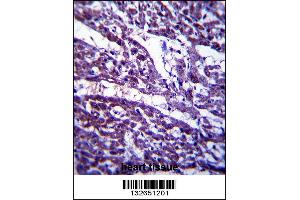 TUBGCP5 Antibody immunohistochemistry analysis in formalin fixed and paraffin embedded human heart tissue followed by peroxidase conjugation of the secondary antibody and DAB staining.