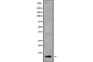 Western blot analysis SERP1 using MCF7 whole cell lysates (SERP1 anticorps  (Internal Region))
