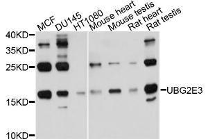 Western blot analysis of extracts of various cell lines, using UBE2G2 antibody. (UBE2G2 anticorps)