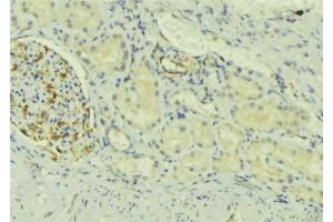 ABIN6273726 at 1/100 staining Mouse kidney tissue by IHC-P.