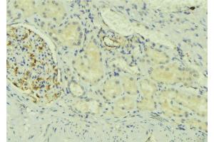 ABIN6273726 at 1/100 staining Mouse kidney tissue by IHC-P. (NDFIP2 anticorps  (Internal Region))