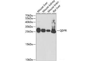 Western blot analysis of extracts of various cell lines using QDPR Polyclonal Antibody at dilution of 1:1000. (QDPR anticorps)