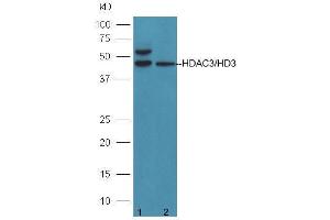 Lane 1: 293T cells; Lane 2: A431 cell lysates probed with Anti-HDAC3/HD3 Polyclonal Antibody  at 1:5000 90min in 37˚C.