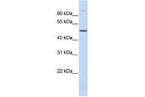 WB Suggested Anti-C19orf2 Antibody Titration:  0. (URI1 anticorps  (Middle Region))