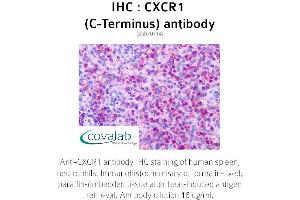 Image no. 1 for anti-Chemokine (C-X-C Motif) Receptor 1 (CXCR1) (C-Term) antibody (ABIN1733391) (CXCR1 anticorps  (C-Term))