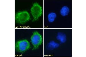 ABIN185446 Immunofluorescence analysis of paraformaldehyde fixed U251 cells, permeabilized with 0. (Neuroligin 1 anticorps  (Internal Region))