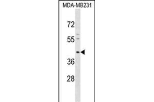 KCNJ15 Antibody (C-term) (ABIN1537165 and ABIN2848758) western blot analysis in MDA-M cell line lysates (35 μg/lane). (KCNJ15 anticorps  (C-Term))
