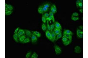 Immunofluorescence staining of HepG2 cells with ABIN7172695 at 1:100, counter-stained with DAPI.