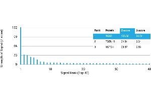 Protein Array (PAr) image for anti-Regulator of G-Protein Signaling 5 (RGS5) antibody (ABIN7455974)