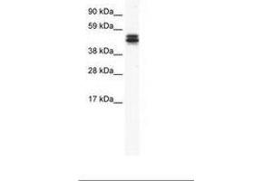 Image no. 1 for anti-MPN Domain Containing (MPND) (AA 172-221) antibody (ABIN202518) (MPND anticorps  (AA 172-221))