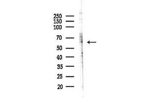anti-Keratin 9 (KRT9) (Internal Region) antibody