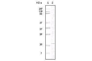 Western Blot showing FAK antibody used against truncated FAK recombinant protein. (FAK anticorps)