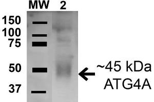 Western blot analysis of Human HeLa cell lysates showing detection of 45. (ATG4A anticorps  (AA 58-70) (HRP))