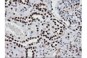 Image no. 7 for anti-Zinc Finger and SCAN Domain Containing 18 (ZSCAN18) antibody (ABIN1501858) (ZSCAN18 anticorps)