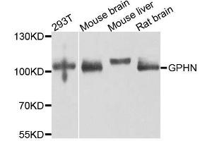 Western blot analysis of extracts of various cell lines, using GPHN antibody (ABIN5996450) at 1/1000 dilution. (Gephyrin anticorps)