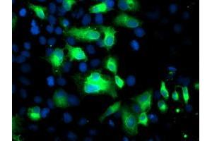 Anti-FGFR2 mouse monoclonal antibody (ABIN2454500) immunofluorescent staining of COS7 cells transiently transfected by pCMV6-ENTRY FGFR2 (RC217098). (FGFR2 anticorps)