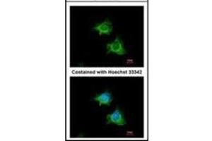 Immunofluorescence analysis of methanol-fixed HeLa, using BIRC4 antibody at 1/100 dilution. (XIAP anticorps  (AA 75-226))