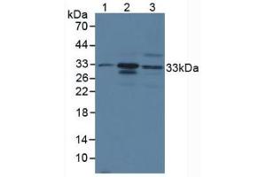 Figure. (CMA1 anticorps  (AA 9-247))