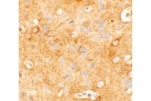 Immunohistochemical analysis of KCNK12 in mouse brain tissue with KCNK12 polyclonal antibody  at 5 ug/mL. (KCNK12 anticorps  (C-Term))