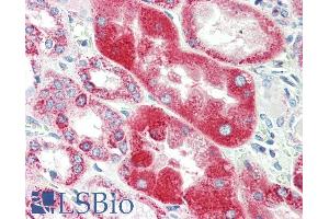 ABIN5539834 (5µg/ml) staining of paraffin embedded Human Kidney. (GLRA1 anticorps  (Internal Region))
