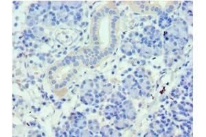 Immunohistochemistry of paraffin-embedded human pancreatic tissue using ABIN7159661 at dilution of 1:100 (WDR77 anticorps  (AA 1-260))