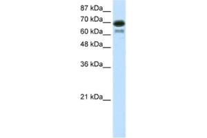 Western Blotting (WB) image for anti-Elongation Factor RNA Polymerase II (ELL) antibody (ABIN2460171) (ELL anticorps)