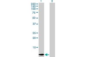 Western Blot analysis of LGALS1 expression in transfected 293T cell line by LGALS1 MaxPab polyclonal antibody. (LGALS1/Galectin 1 anticorps  (AA 1-135))