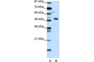 Western Blotting (WB) image for anti-Zinc Finger Protein 259 (znf259) antibody (ABIN2461709) (ZNF259 anticorps)